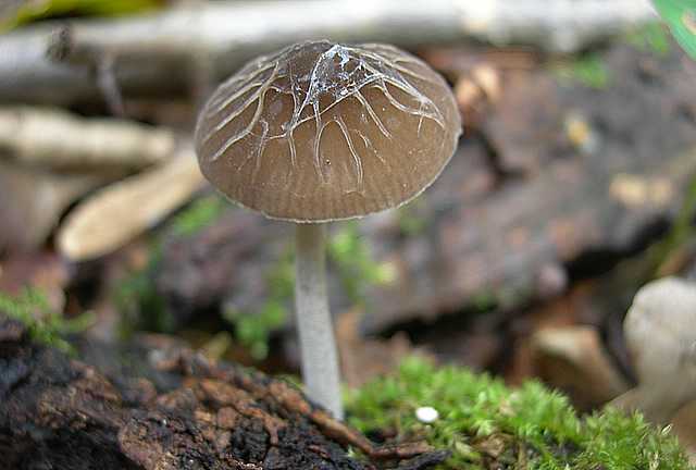 Le  meraviglie della foresta